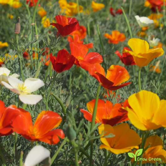 100 seeds of Mixed Colour Poppy - PAPAVER + Gift 5 seeds of Sunflower
