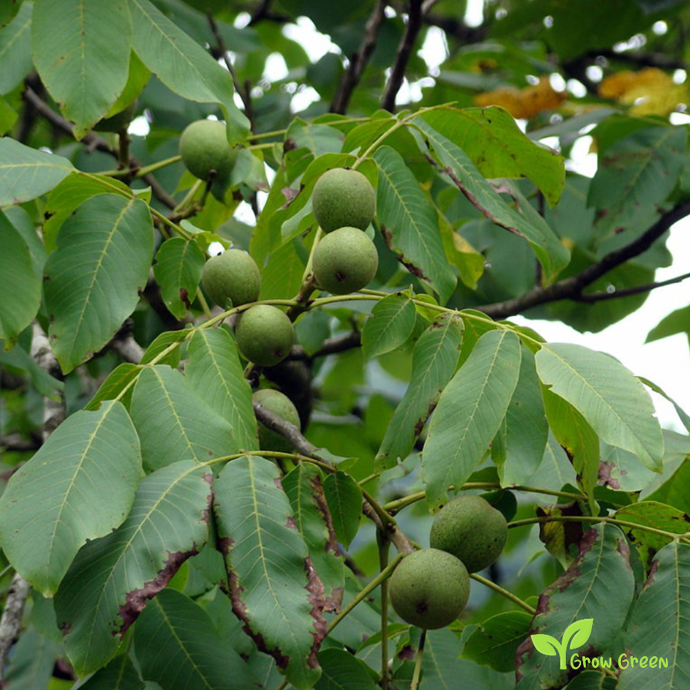 5 seeds of Walnut - JUNGLANS REGIA + Gift 5 seeds of Sunflower
