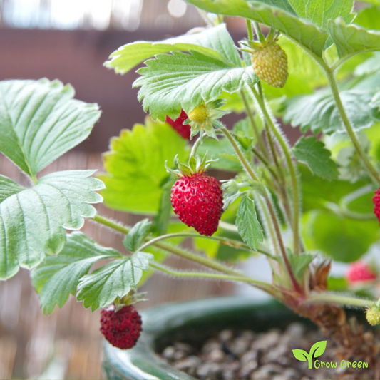 10 seeds of Wild Strawberry - FRAGARIA VESCA - Woodland + Gift 5 seeds of Sunflower