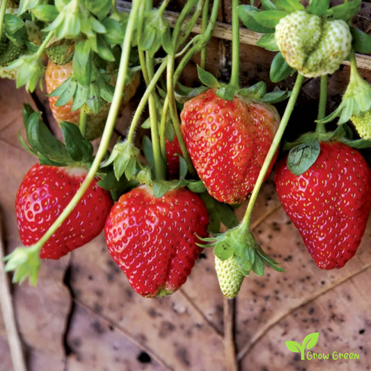 5 seeds of Ruby Ann Strawberry - FRAGARIA ANANASSA - Red Flower + Gift 5 seeds of Sunflower
