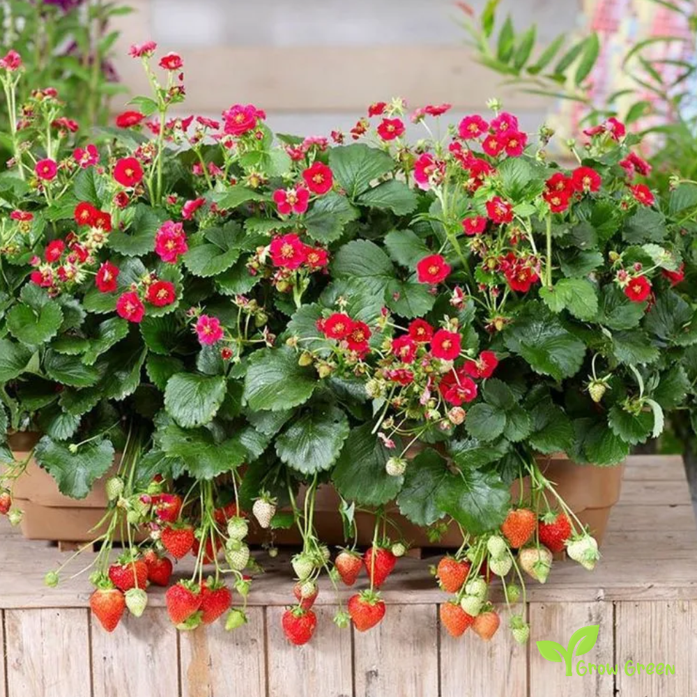 5 seeds of Ruby Ann Strawberry - FRAGARIA ANANASSA - Red Flower + Gift 5 seeds of Sunflower