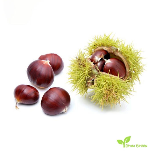 3 seeds of Chestnut - CASTANEA SATIVA + Gift 5 seeds of Sunflower
