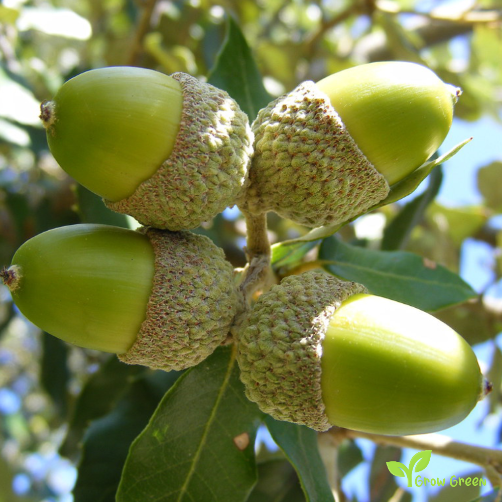 3 seeds of Oak - QUERCUS ROBUR - European Oak  + Gift 5 seeds of Sunflower