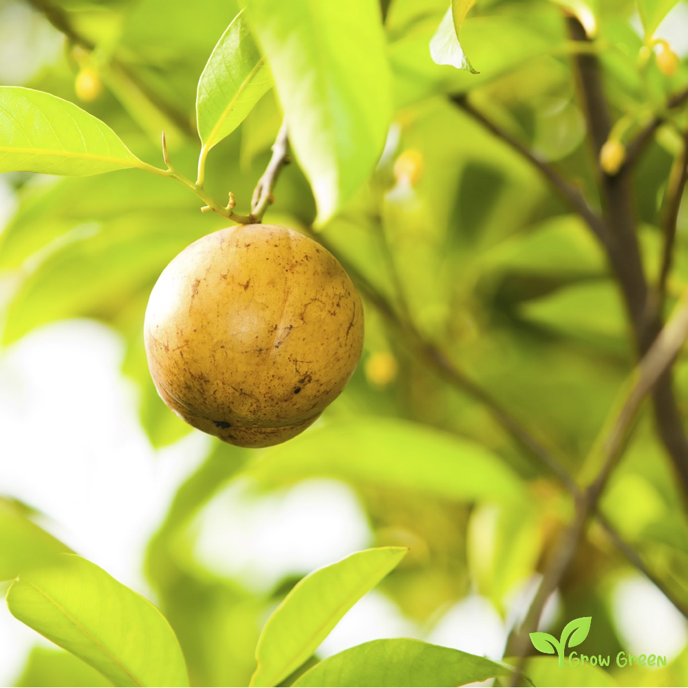 3 seeds of Nut Meg - MYRISTICA FRAGRANS + Gift 5 seeds of Sunflower