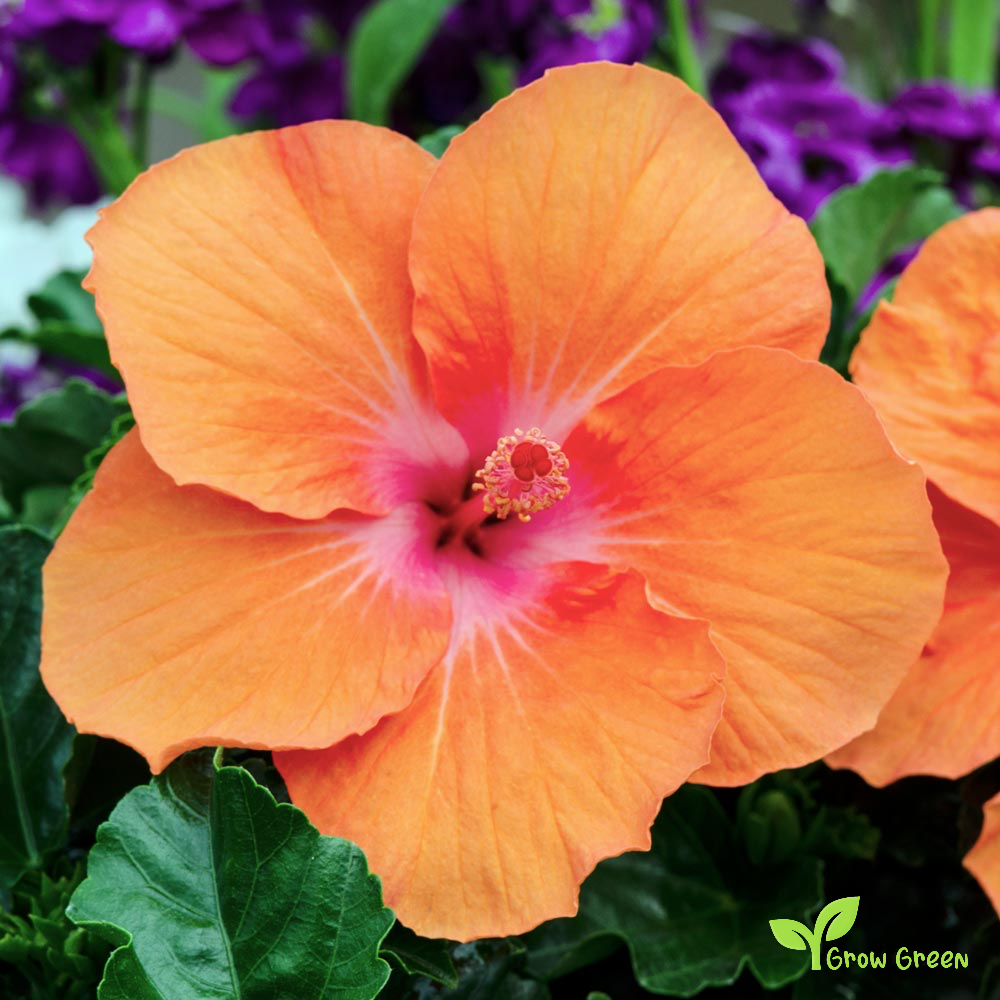 5 seeds of Hibiscus Orange - HIBISCUS + Gift 5 seeds of Sunflower