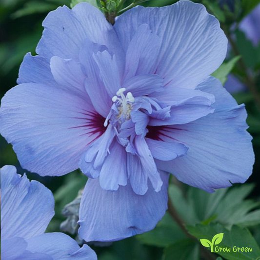 5 seeds of Hibiscus Blue - HIBISCUS + Gift 5 seeds of Sunflower