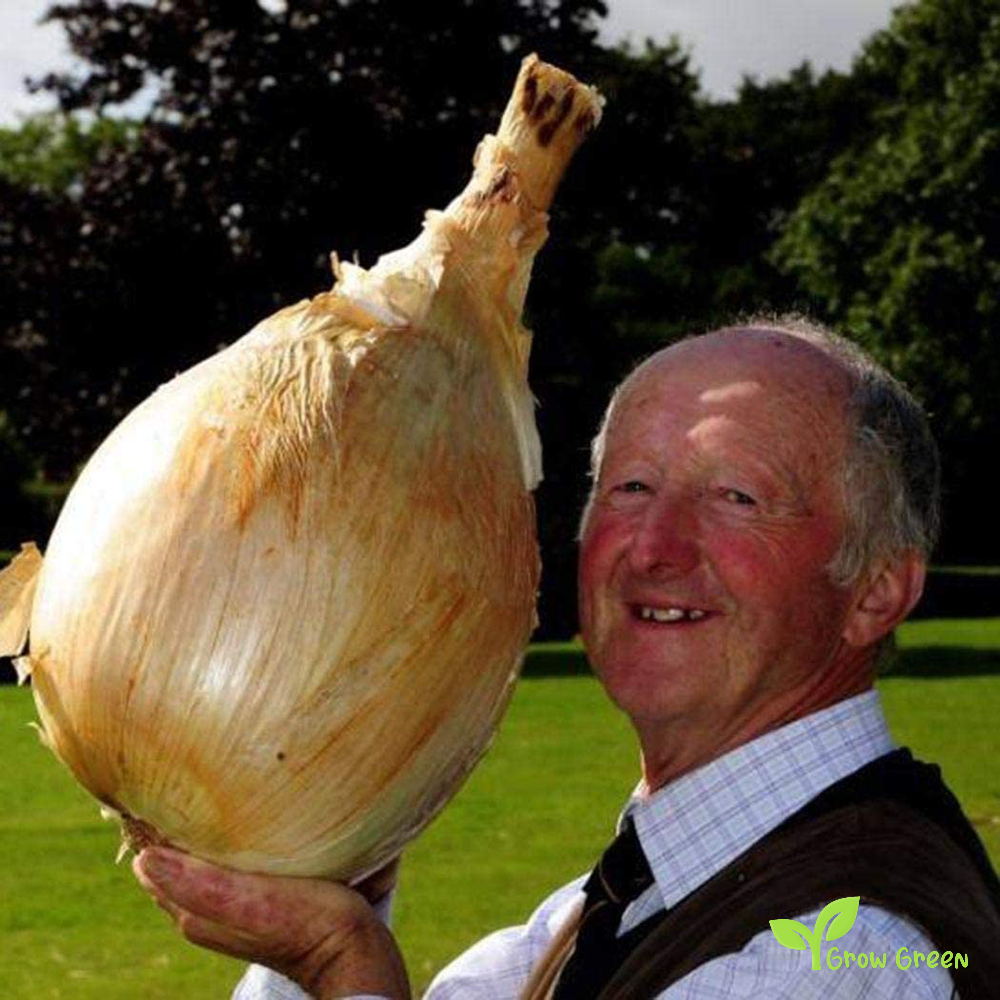 20 seeds of Giant Onion - ALLIUM CEPA + Gift 5 seeds of Sunflower