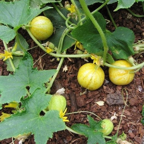 10 seeds of Lemon Cucumber - CUCUMIS SATIVUS + Gift 5 seeds of Sunflower