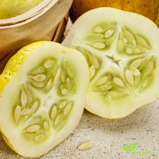 10 seeds of Lemon Cucumber - CUCUMIS SATIVUS + Gift 5 seeds of Sunflower