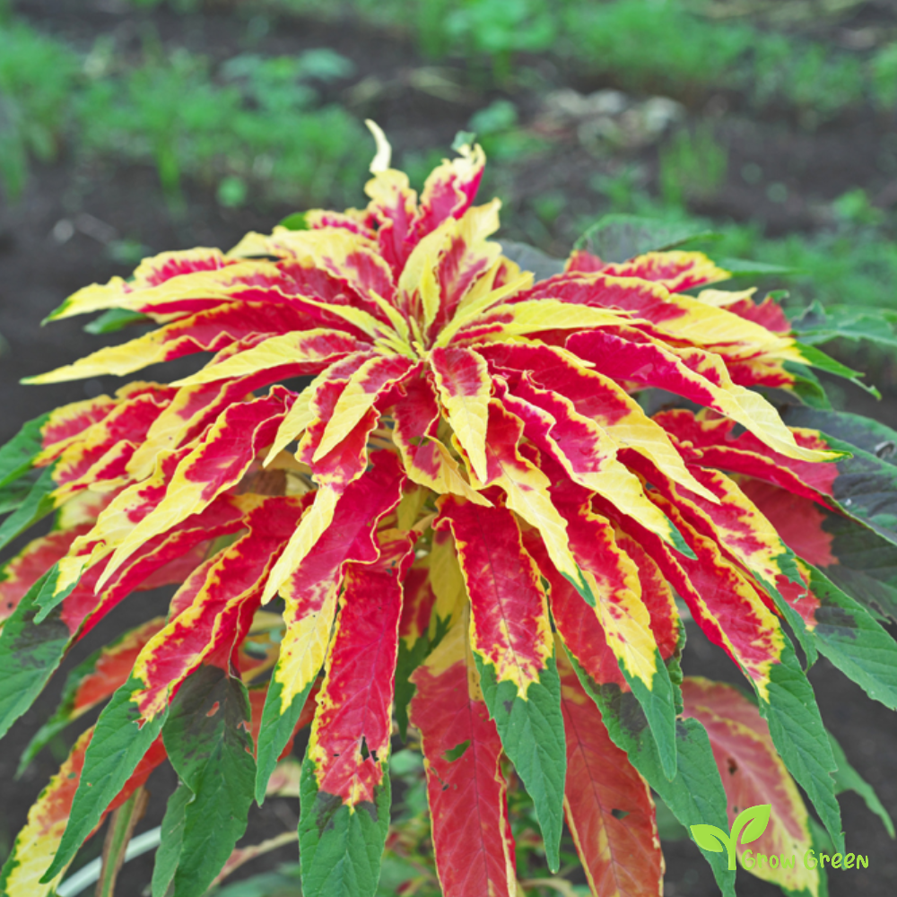 25 seeds of Amaranth Tricolour - AMARANTHUS TRICOLOR + Gift 5 seeds of Sunflower