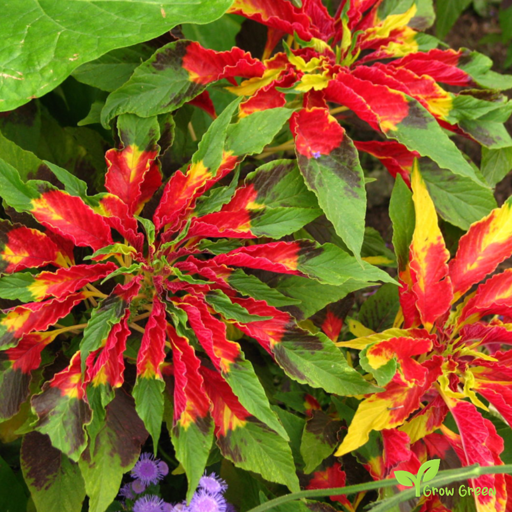 25 seeds of Amaranth Tricolour - AMARANTHUS TRICOLOR + Gift 5 seeds of Sunflower