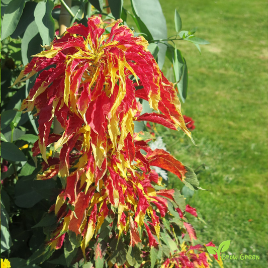 25 seeds of Amaranth Tricolour - AMARANTHUS TRICOLOR + Gift 5 seeds of Sunflower