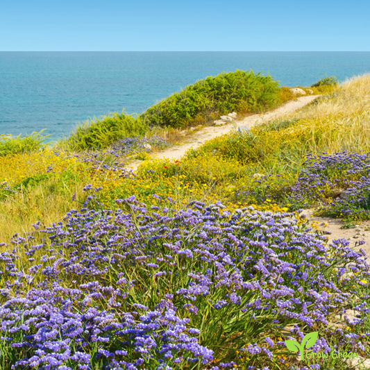 20 seeds of Sea Lavander - LIMONIUM - Statice + Gift 5 seeds of Sunflower