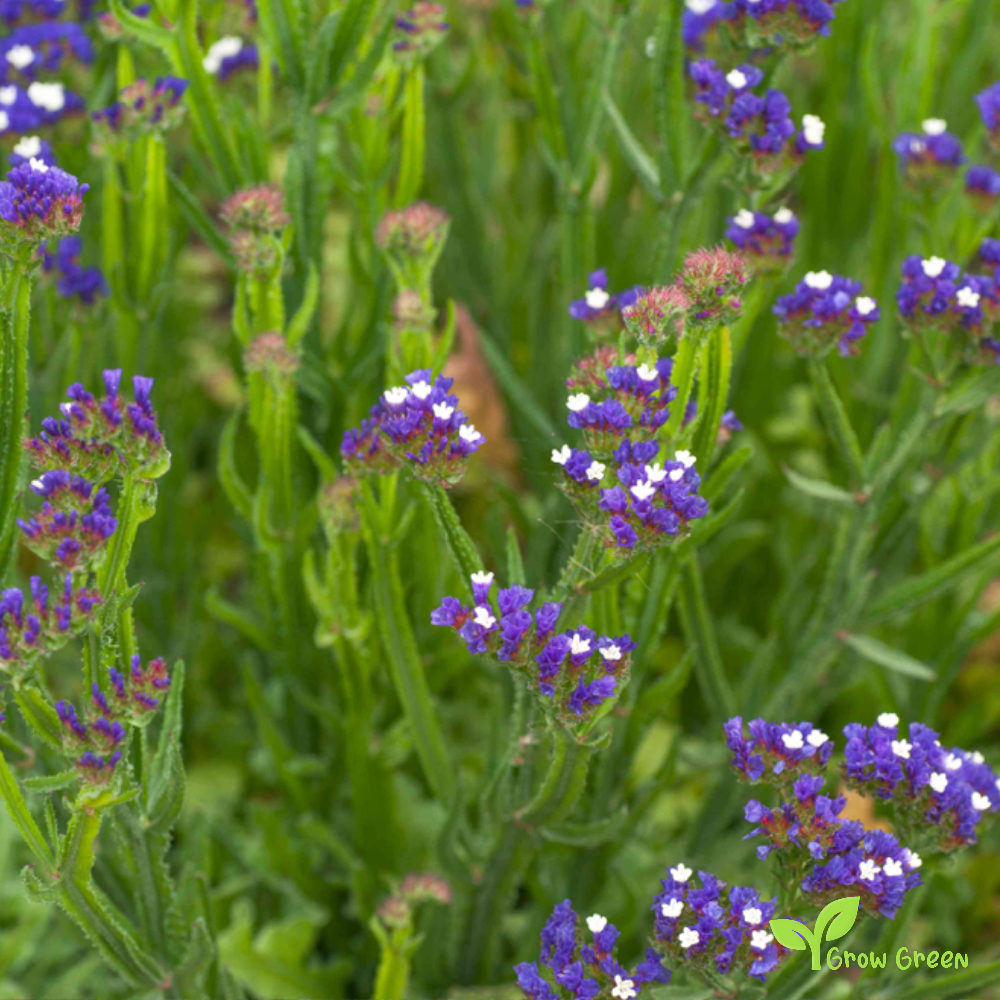 20 seeds of Sea Lavander - LIMONIUM - Statice + Gift 5 seeds of Sunflower