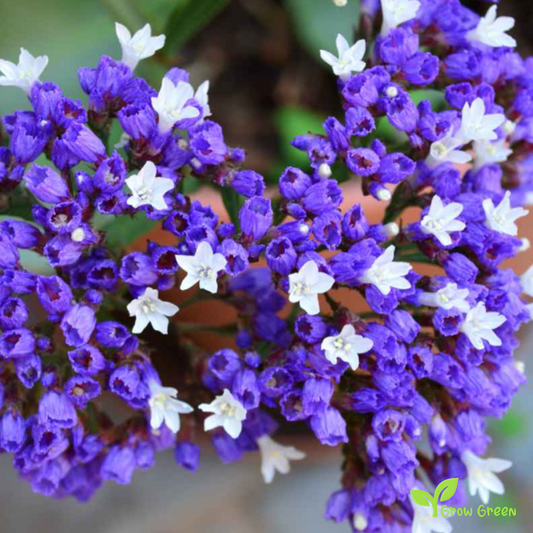 20 seeds of Sea Lavander - LIMONIUM - Statice + Gift 5 seeds of Sunflower