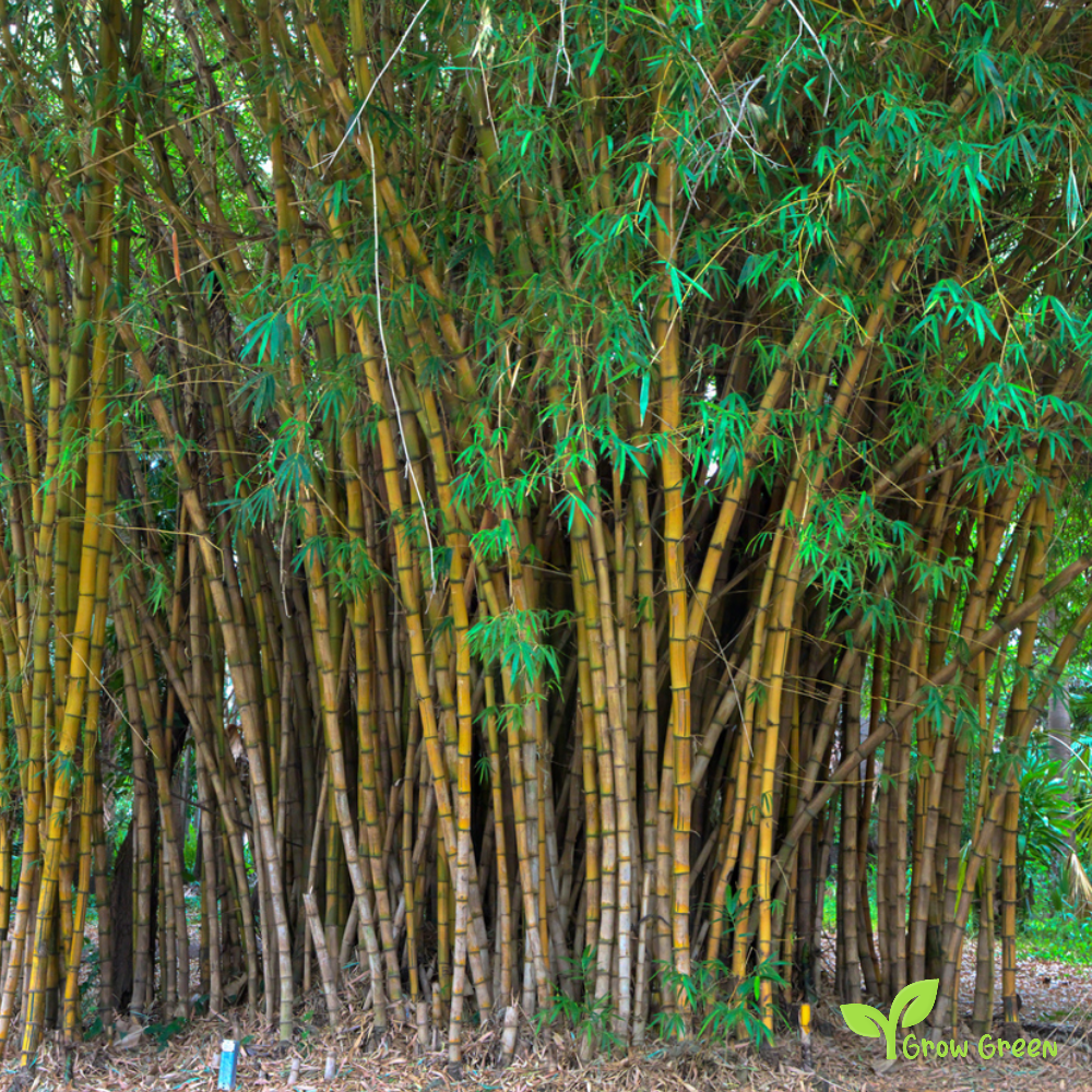 10 seeds of Giant Bamboo - BAMBUSA VULGARIS + Gift 5 seeds of Sunflower