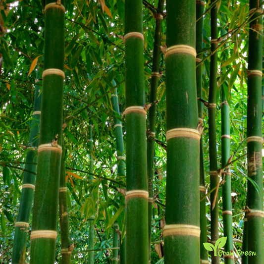 10 seeds of Giant Bamboo - BAMBUSA VULGARIS + Gift 5 seeds of Sunflower