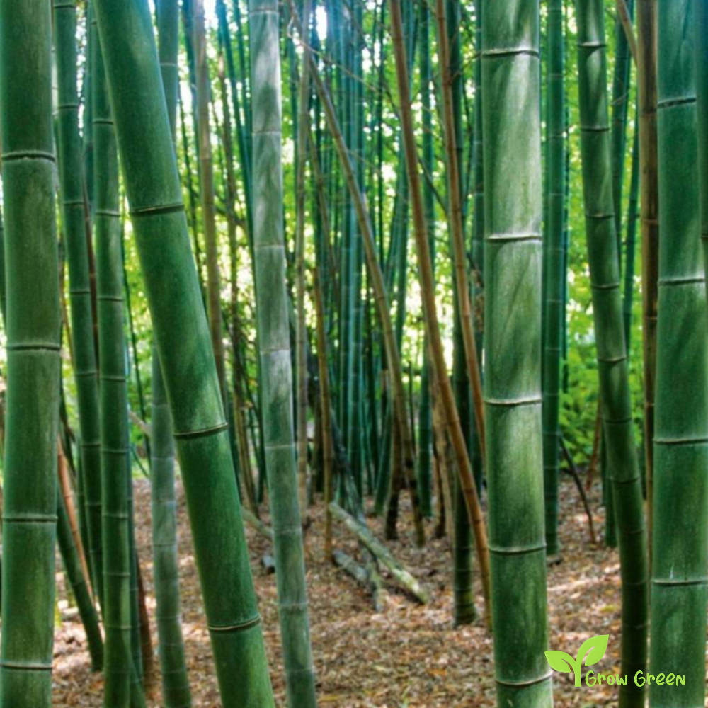 10 seeds of Giant Bamboo - BAMBUSA VULGARIS + Gift 5 seeds of Sunflower