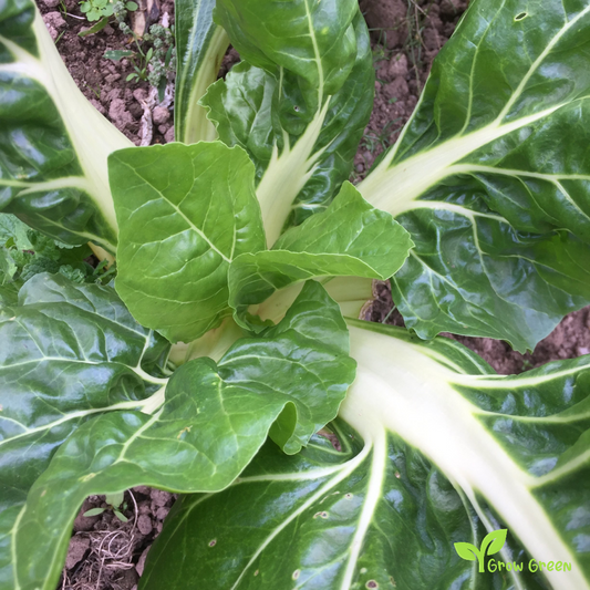 30 seeds of White Swiss Chard - BETA VULGARIS - Virgo + Gift 5 seeds of Sunflower