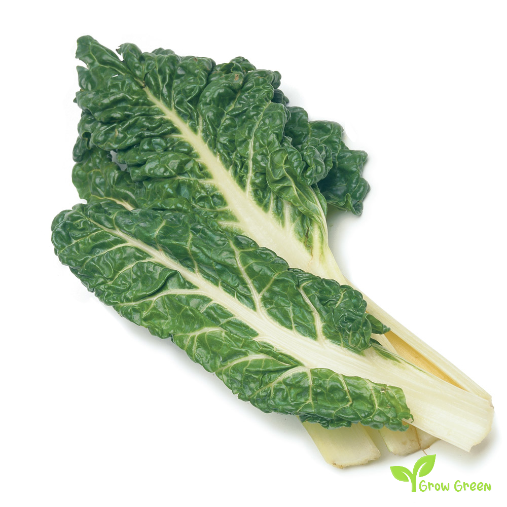 30 seeds of White Swiss Chard - BETA VULGARIS - Virgo + Gift 5 seeds of Sunflower