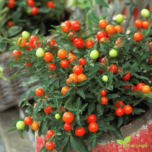 5 seeds of Jerusalem Cherry Seeds - SOLANUM PSEUDOCAPSICUM + Gift 5 seeds of Sunflower