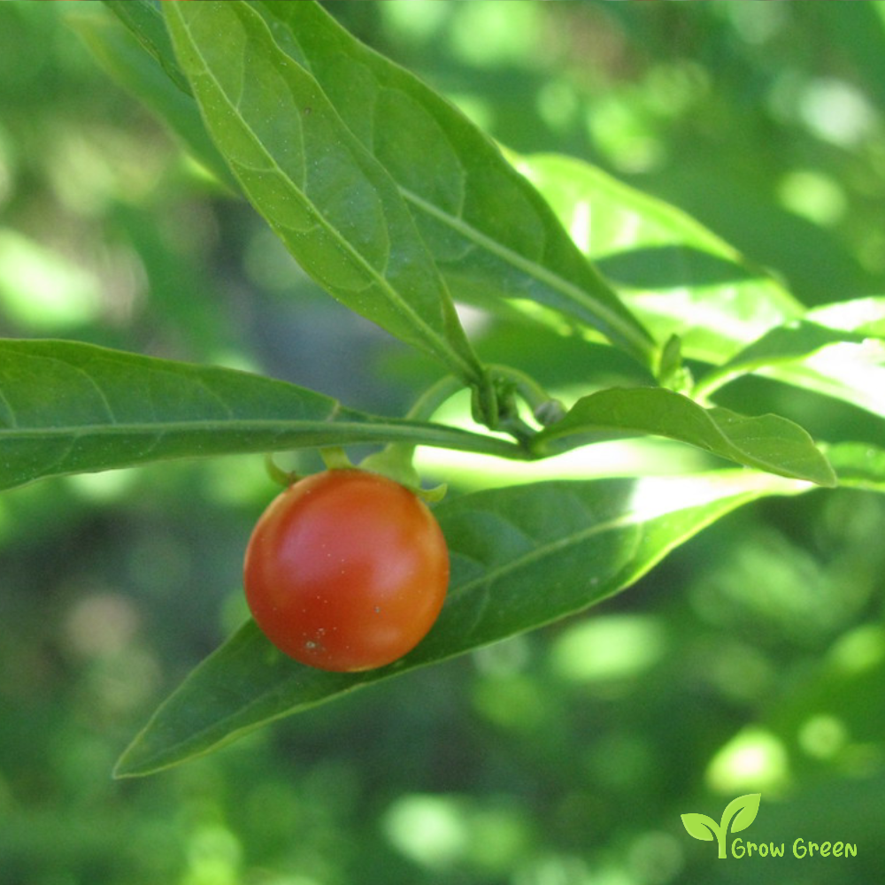 5 seeds of Jerusalem Cherry Seeds - SOLANUM PSEUDOCAPSICUM + Gift 5 seeds of Sunflower