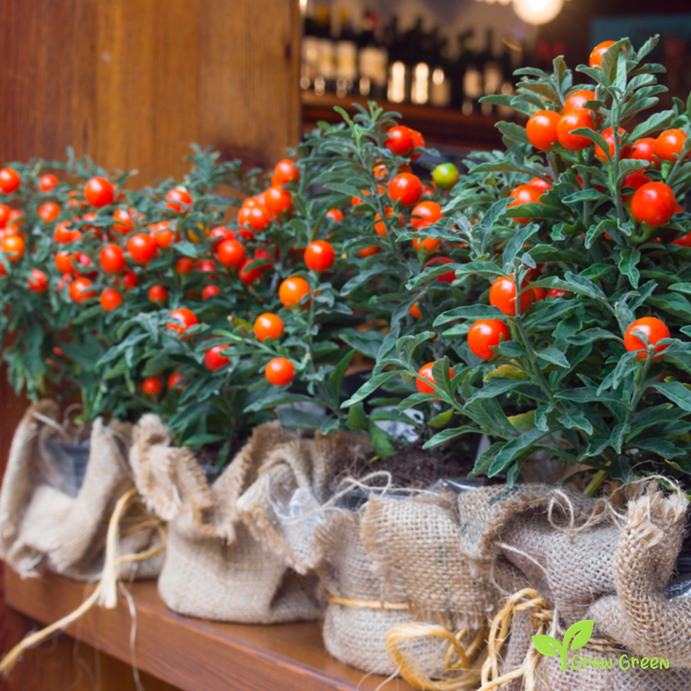 5 seeds of Jerusalem Cherry Seeds - SOLANUM PSEUDOCAPSICUM + Gift 5 seeds of Sunflower