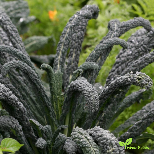 30 seeds of Toscana Borecole - BRASSICA OLERACEA - Kale CABBAGE + Gift 5 seeds of Sunflower