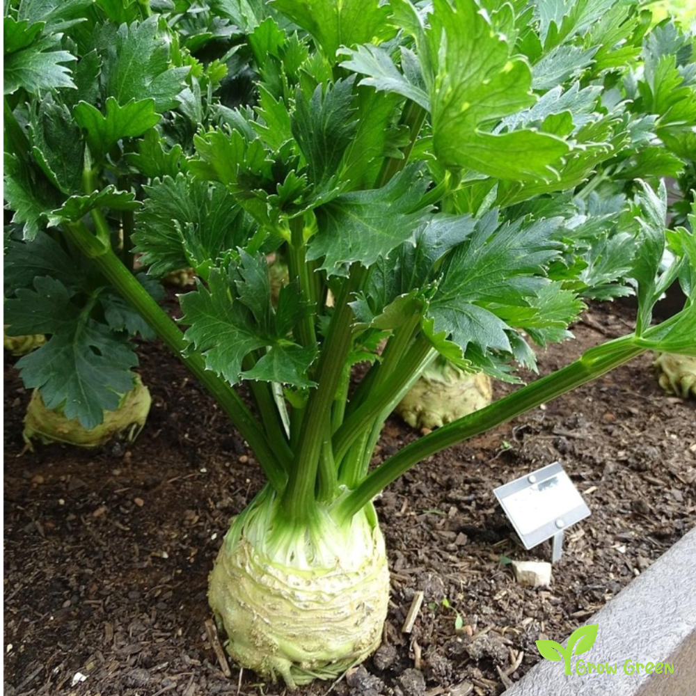 50 seeds of Celeriac - APIUM GRAVEOLENS - Celery Root + Gift 5 seeds of Sunflower