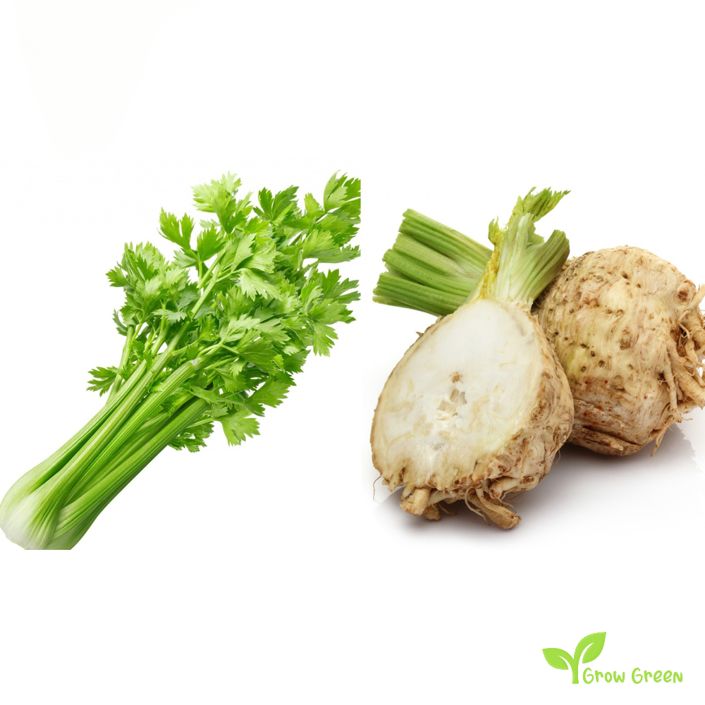 50 seeds of Celeriac - APIUM GRAVEOLENS - Celery Root + Gift 5 seeds of Sunflower