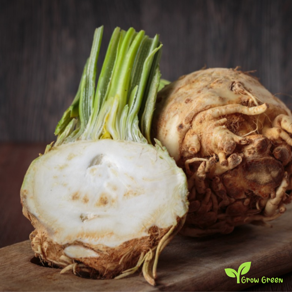 50 seeds of Celeriac - APIUM GRAVEOLENS - Celery Root + Gift 5 seeds of Sunflower