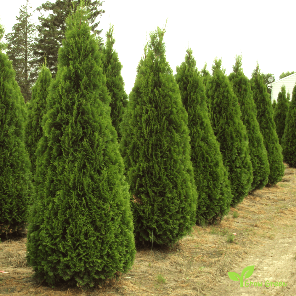 5 seeds of Thuja - THUJA ORIENTALIS - Oriental Arbor Vitae + Gift 5 seeds of Sunflower