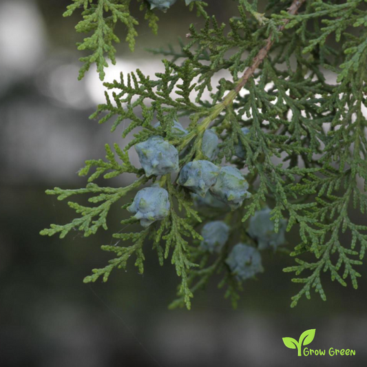 5 seeds of Thuja - THUJA ORIENTALIS - Oriental Arbor Vitae + Gift 5 seeds of Sunflower