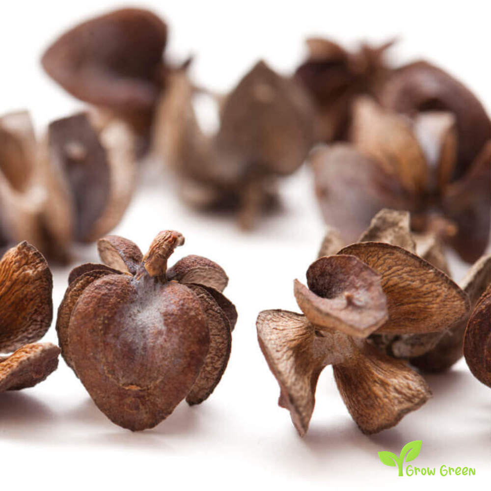 5 seeds of Thuja - THUJA ORIENTALIS - Oriental Arbor Vitae + Gift 5 seeds of Sunflower