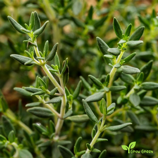 30 seeds of Common Thyme - THYMUS VULGARIS + Gift 5 seeds of Sunflower