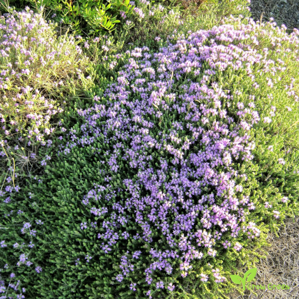 30 seeds of Common Thyme - THYMUS VULGARIS + Gift 5 seeds of Sunflower