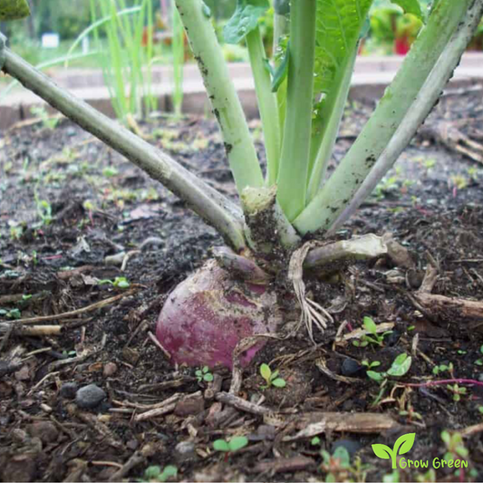 30 seeds of Rutabaga - BRASSICA NAPUS - Swede + Gift 5 seeds of Sunflower