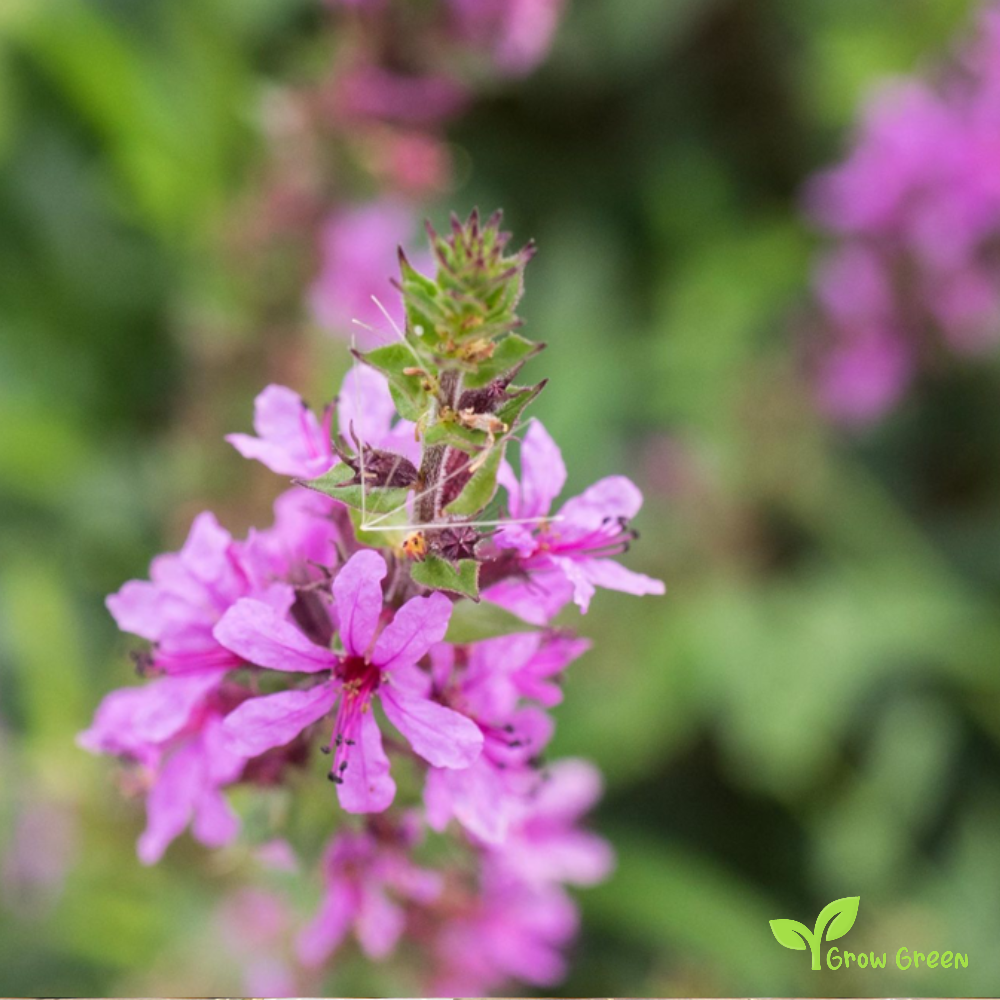 20 seeds of Purple Loosestrife - LYTHRUM SALICARIA + Gift 5 seeds of Sunflower