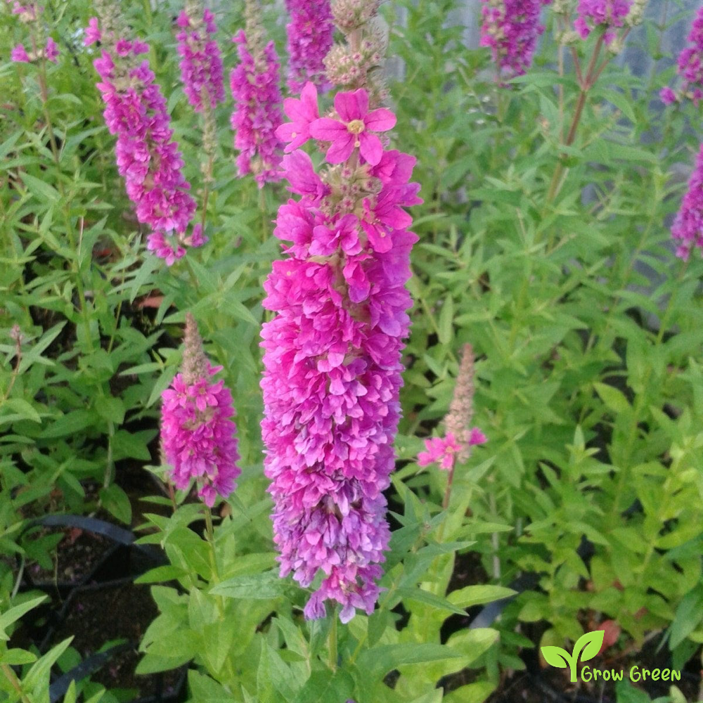 20 seeds of Purple Loosestrife - LYTHRUM SALICARIA + Gift 5 seeds of Sunflower