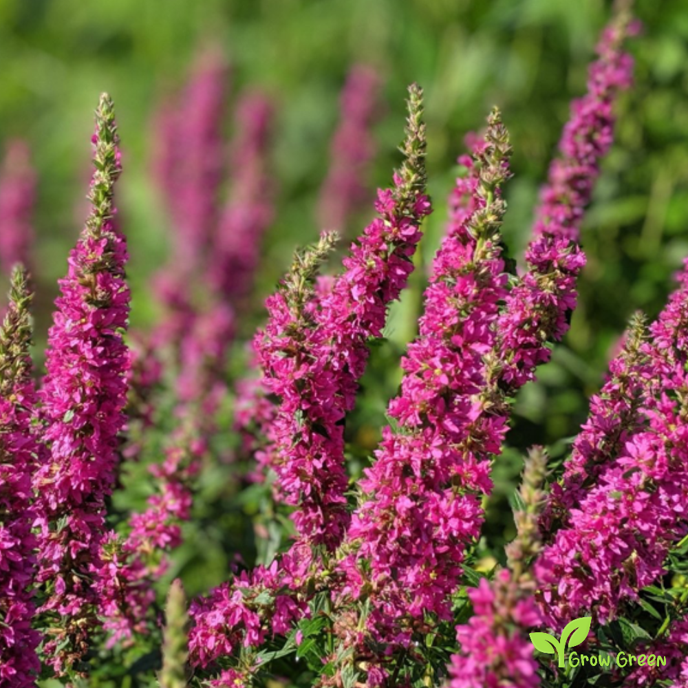 20 seeds of Purple Loosestrife - LYTHRUM SALICARIA + Gift 5 seeds of Sunflower