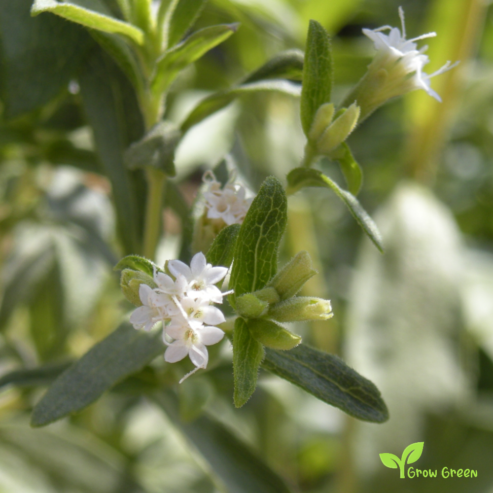 20 seeds of Stevia - STEVIA REBAUDIANA - Candyleaf + Gift 5 seeds of Sunflower