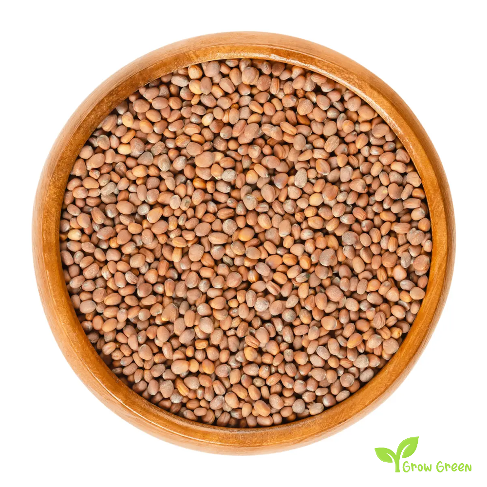 30 seeds of Turnip Daikon - BRASSICA RAPA + Gift 5 seeds of Sunflower