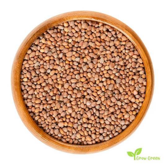 30 seeds of Turnip Daikon - BRASSICA RAPA + Gift 5 seeds of Sunflower