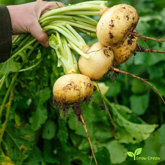 50 seeds of Turnip Golden - BRASSICA RAPA + Gift 5 seeds of Sunflower