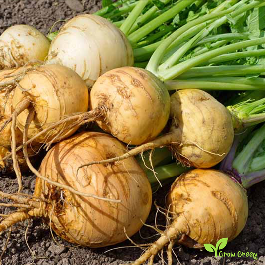 50 seeds of Turnip Golden - BRASSICA RAPA + Gift 5 seeds of Sunflower