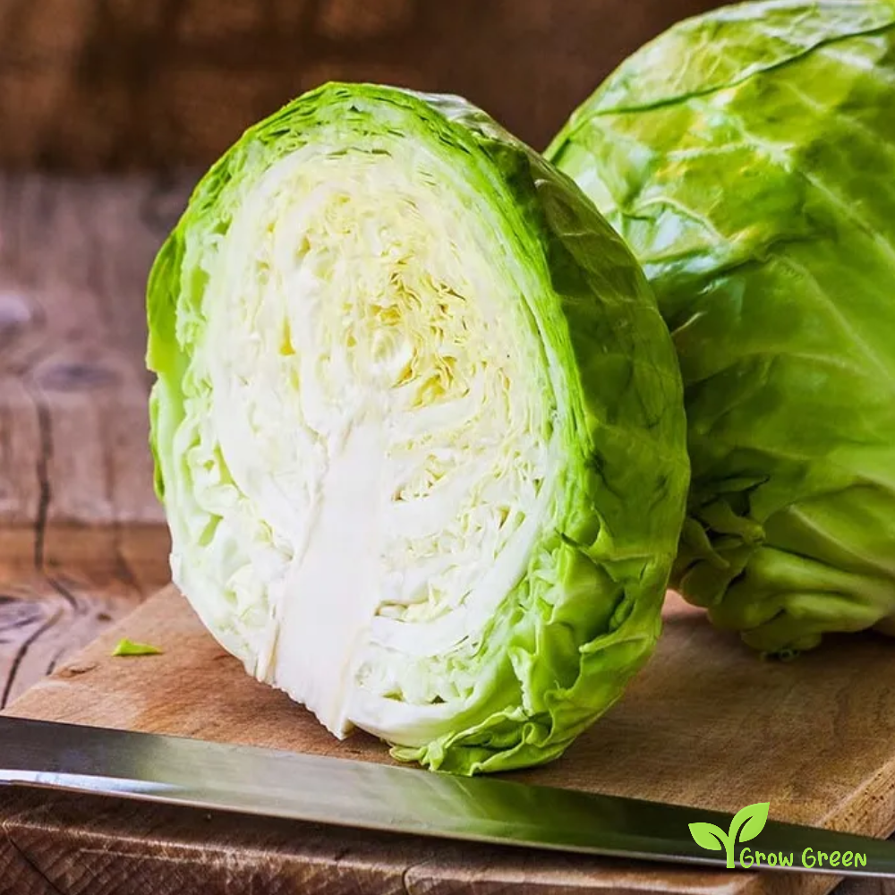 50 seeds White Cabbage - BRASSICA OLERACEA + 5 seeds of Sunflower