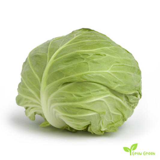50 seeds White Cabbage - BRASSICA OLERACEA + 5 seeds of Sunflower