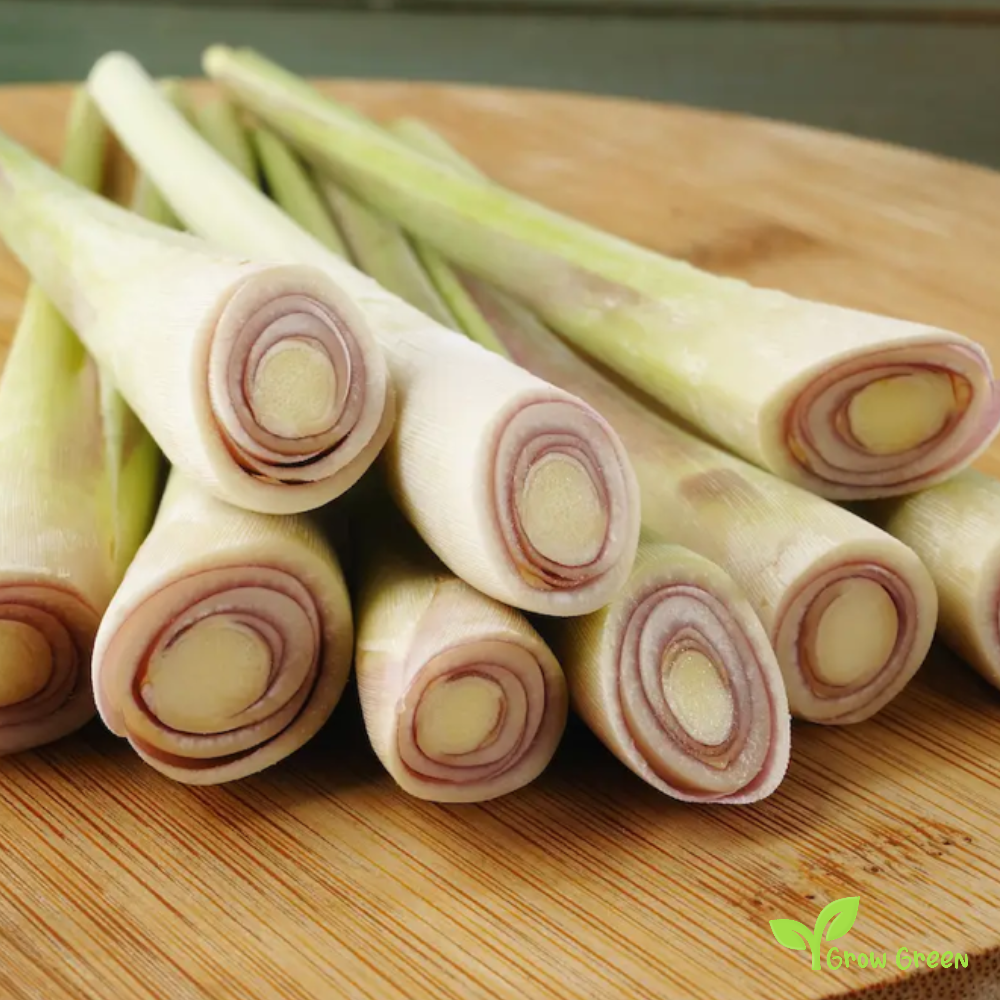 30 seeds of Lemongrass - CYMBOPOGON - Citronella + Gift 5 seeds of Sunflower