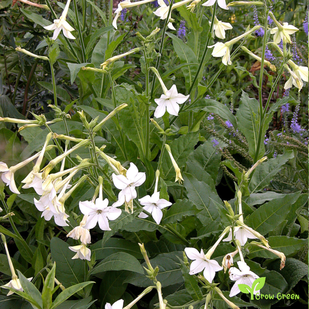 30 seeds Jasmine Tobacco - NICOTIANA ALATA - Sweet + 5 seeds of Sunflower
