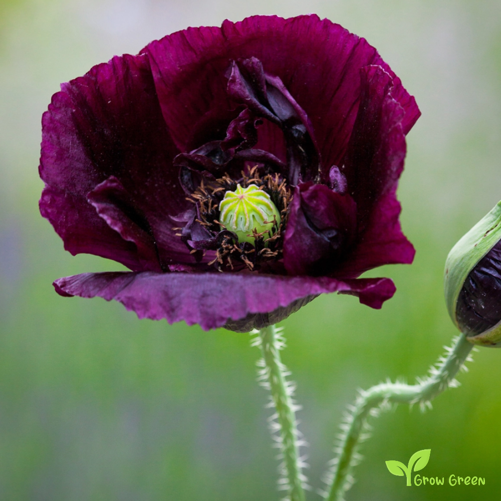 10 seeds of Black Poppy - PAPAVER + Gift 5 seeds of Sunflower